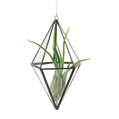 Diamond Hanging Terrarium - Paxton Gate