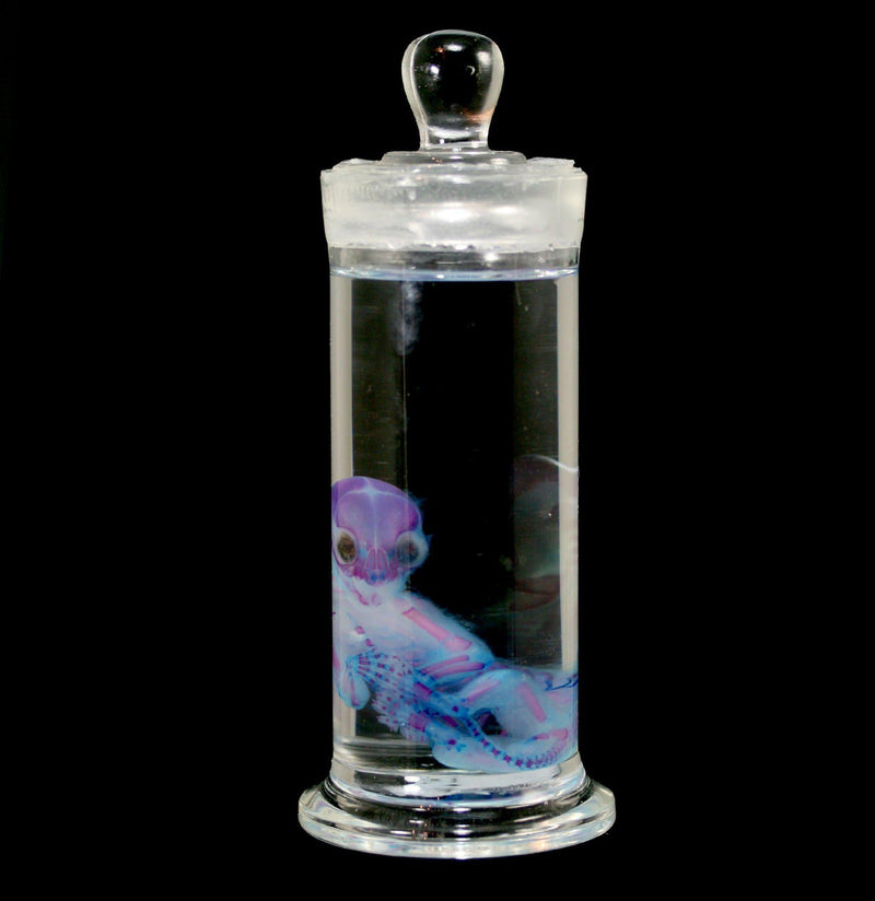 Diaphonized Fetal Kitten Skeleton Wet Specimen - Paxton Gate