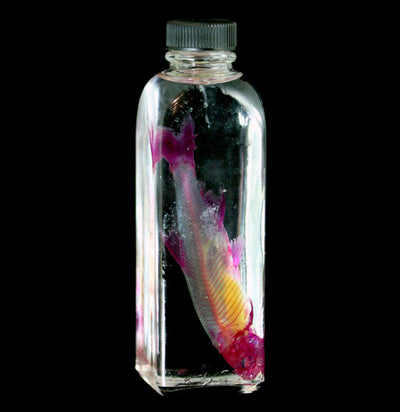 Diaphonized Golden Shiner Minnow Wet Specimen - Paxton Gate