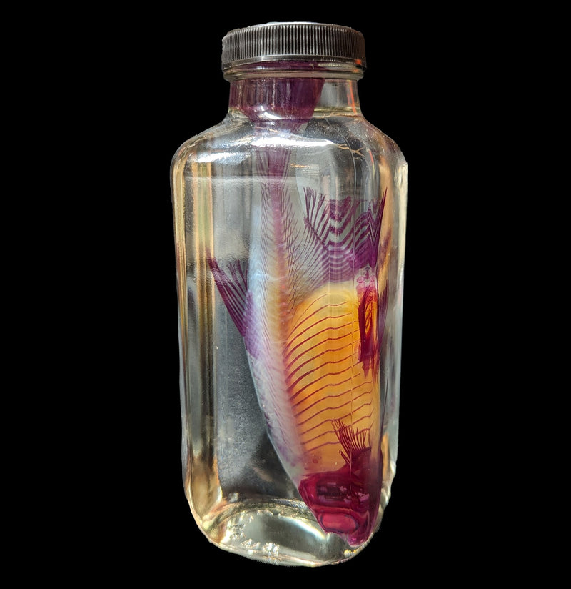 Diaphonized Golden Shiner Minnow Wet Specimen-WetSpecimn-Nick Gidmark-PaxtonGate