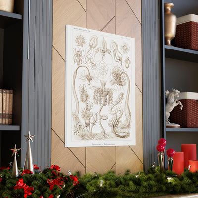 "diatomea schachtellinge" By Ernst Haeckel Canvas Gallery Wraps-Canvas-Printify-PaxtonGate