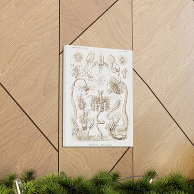 "diatomea schachtellinge" By Ernst Haeckel Canvas Gallery Wraps-Canvas-Printify-PaxtonGate