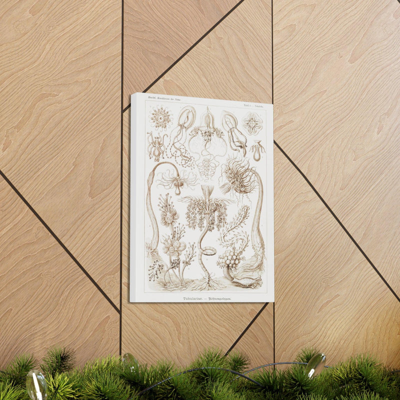 "diatomea schachtellinge" By Ernst Haeckel Canvas Gallery Wraps-Canvas-Printify-PaxtonGate