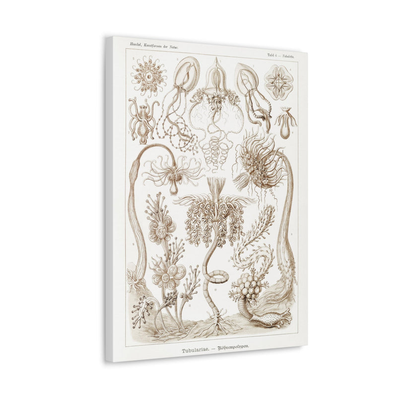 "diatomea schachtellinge" By Ernst Haeckel Canvas Gallery Wraps-Canvas-Printify-PaxtonGate