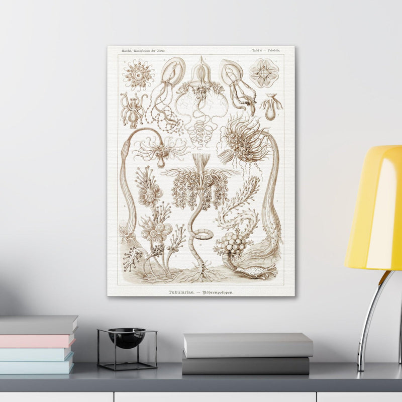 "diatomea schachtellinge" By Ernst Haeckel Canvas Gallery Wraps-Canvas-Printify-PaxtonGate