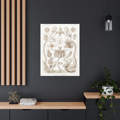 "diatomea schachtellinge" By Ernst Haeckel Canvas Gallery Wraps-Canvas-Printify-PaxtonGate