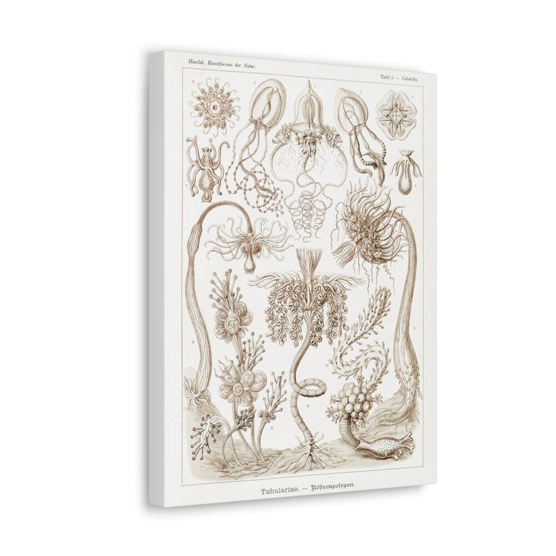 "diatomea schachtellinge" By Ernst Haeckel Canvas Gallery Wraps-Canvas-Printify-PaxtonGate