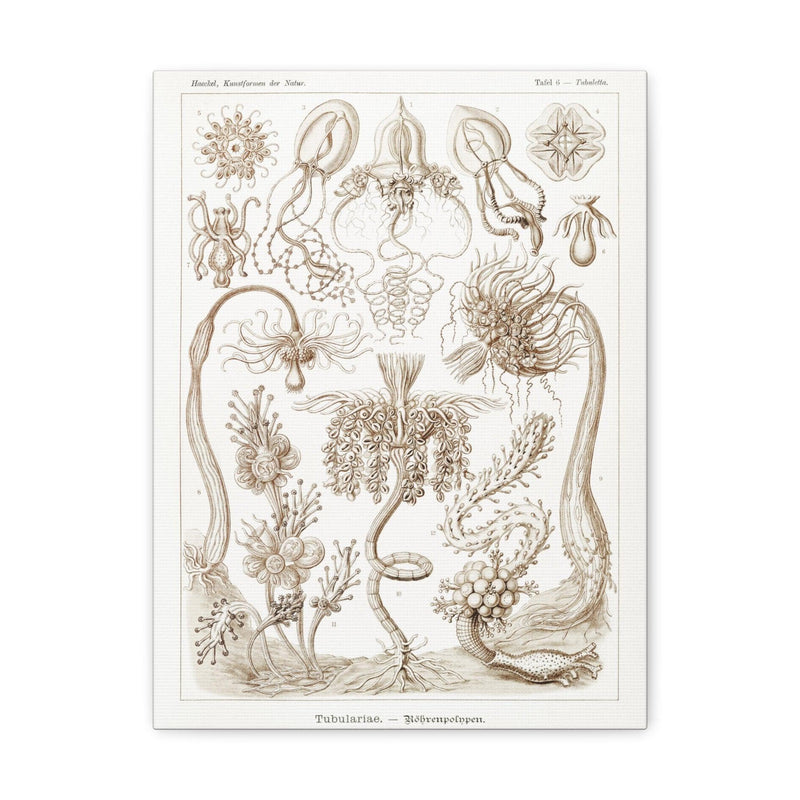 "diatomea schachtellinge" By Ernst Haeckel Canvas Gallery Wraps-Canvas-Printify-PaxtonGate