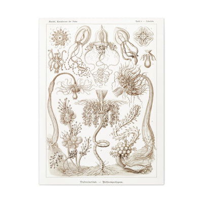 "diatomea schachtellinge" By Ernst Haeckel Canvas Gallery Wraps-Canvas-Printify-PaxtonGate