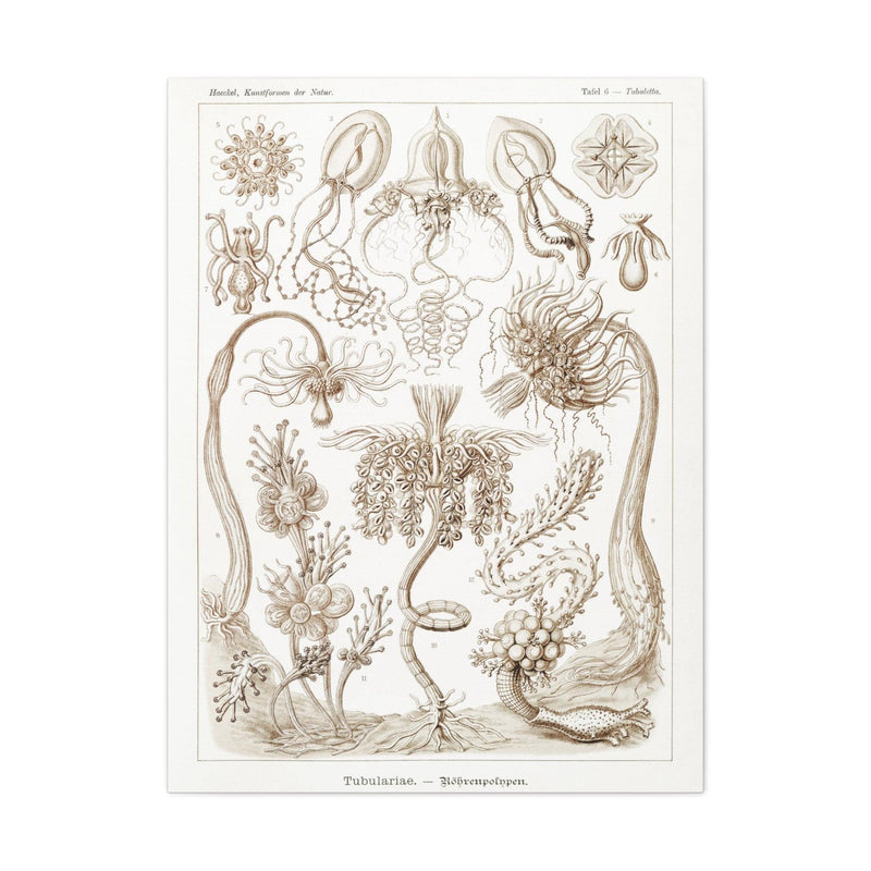 "diatomea schachtellinge" By Ernst Haeckel Canvas Gallery Wraps-Canvas-Printify-PaxtonGate