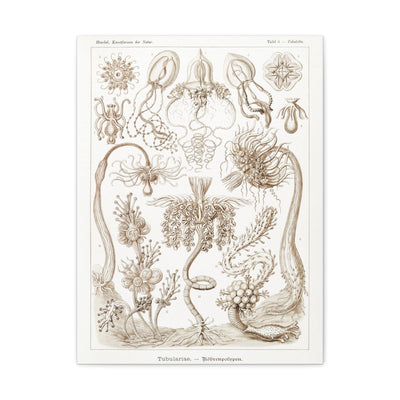 "diatomea schachtellinge" By Ernst Haeckel Canvas Gallery Wraps-Canvas-Printify-PaxtonGate