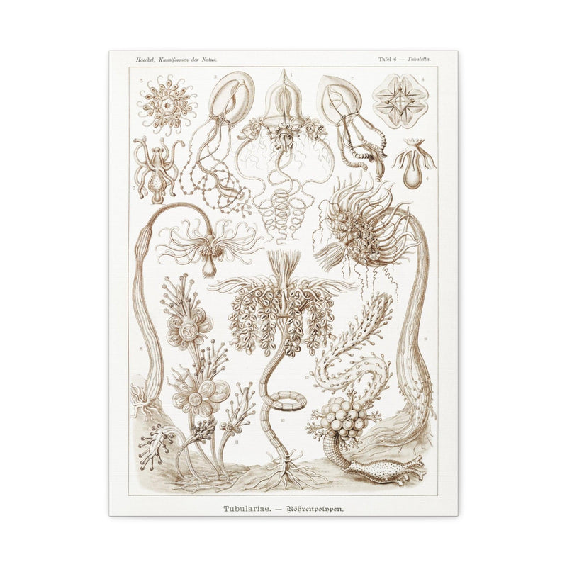 "diatomea schachtellinge" By Ernst Haeckel Canvas Gallery Wraps-Canvas-Printify-PaxtonGate