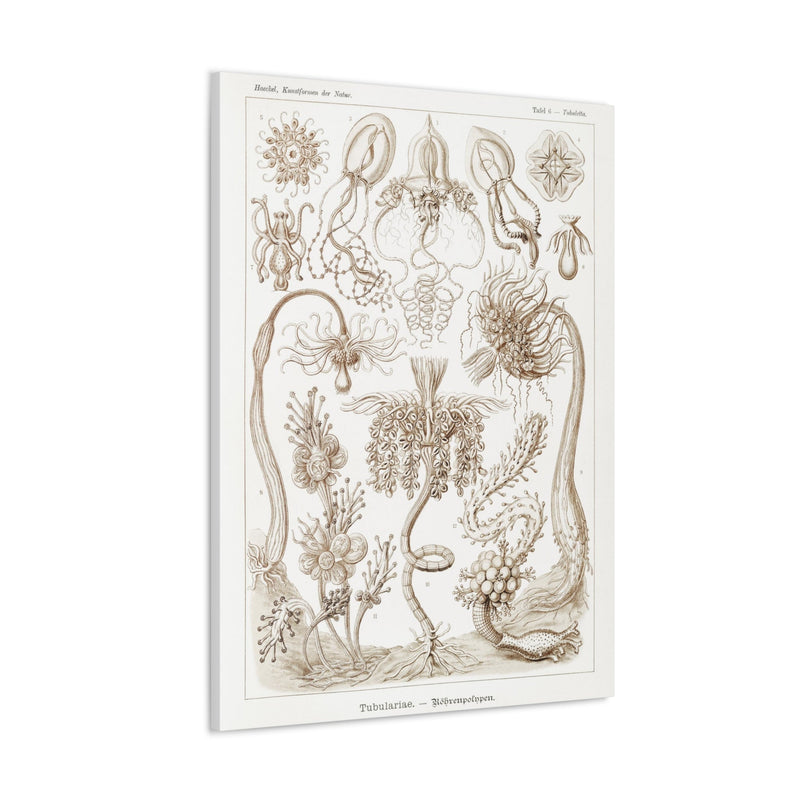 "diatomea schachtellinge" By Ernst Haeckel Canvas Gallery Wraps-Canvas-Printify-PaxtonGate