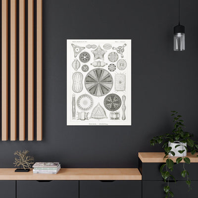 "diatomea-schachtellinge" by Ernst Haeckel Canvas Gallery Wraps-Canvas-Printify-PaxtonGate