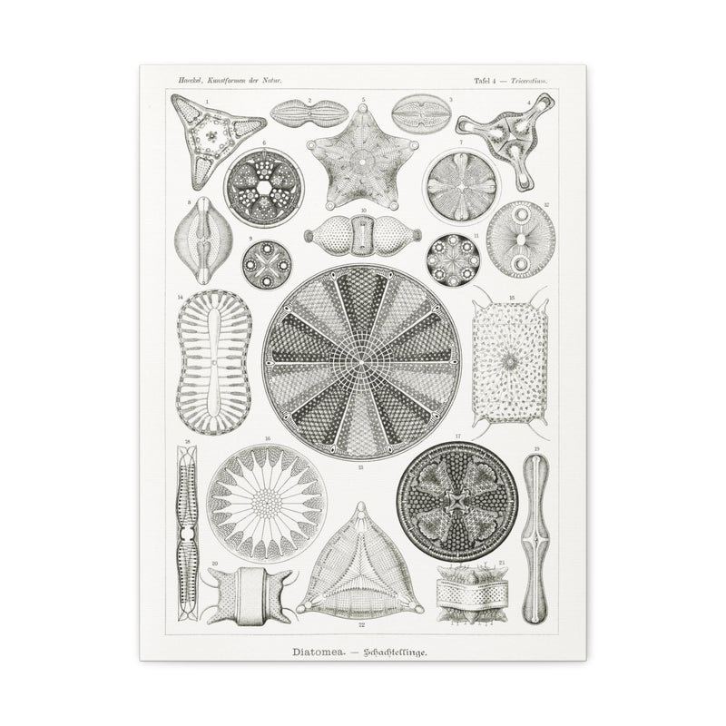 "diatomea-schachtellinge" by Ernst Haeckel Canvas Gallery Wraps-Canvas-Printify-PaxtonGate