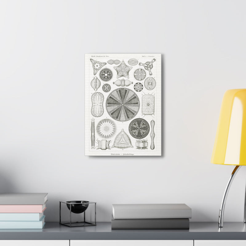 "diatomea-schachtellinge" by Ernst Haeckel Canvas Gallery Wraps-Canvas-Printify-PaxtonGate