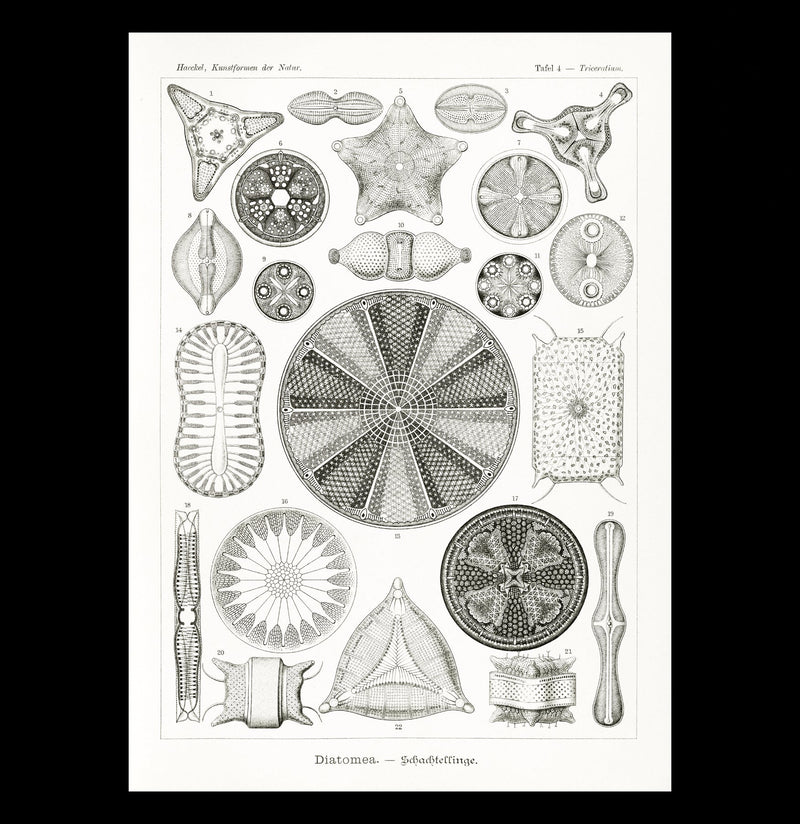 "Diatomea Schachtellinge" by Ernst Haeckel Canvas Print-Canvas-Printify-PaxtonGate