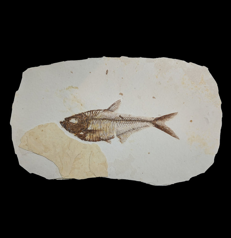 Diplomystus Fossil Fish Plate-Fossils-Jared Judd-PaxtonGate