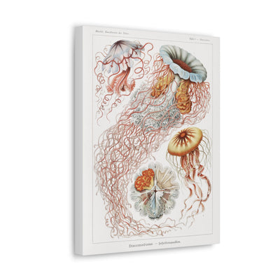 "discomedusae scheibenquallen" By Ernst Haeckel Canvas Gallery Wraps-Canvas-Printify-PaxtonGate