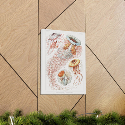 "discomedusae scheibenquallen" By Ernst Haeckel Canvas Gallery Wraps-Canvas-Printify-PaxtonGate