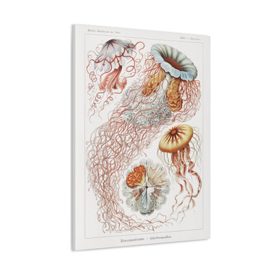 "discomedusae scheibenquallen" By Ernst Haeckel Canvas Gallery Wraps-Canvas-Printify-PaxtonGate