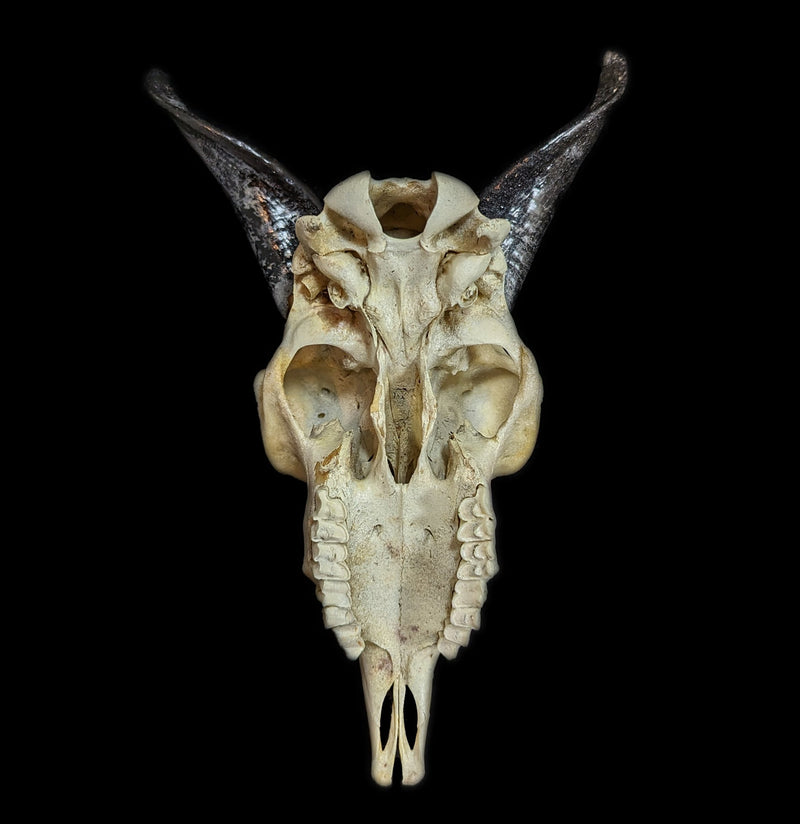 Domestic Goat Skull - Paxton Gate