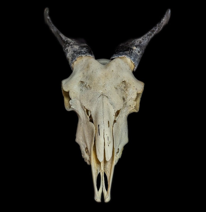 Domestic Goat Skull - Paxton Gate