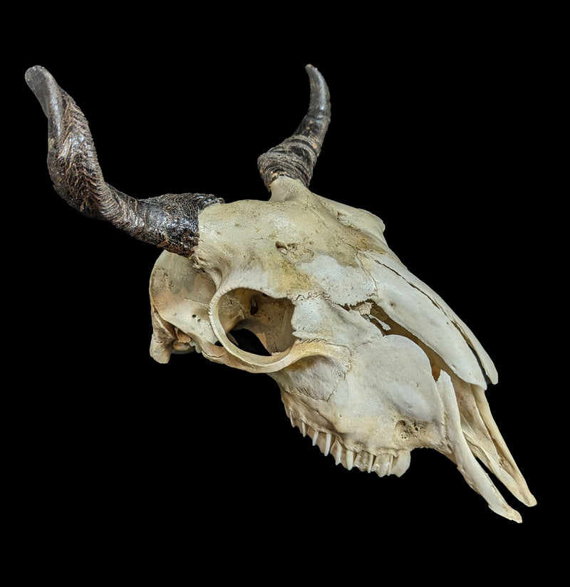 Goat Skull-Skulls-Smilodon Resources LLC-PaxtonGate