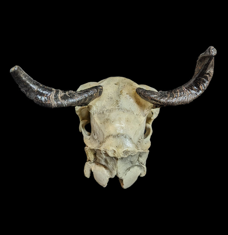 Goat Skull-Skulls-Smilodon Resources LLC-PaxtonGate