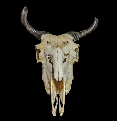 Goat Skull-Skulls-Smilodon Resources LLC-PaxtonGate