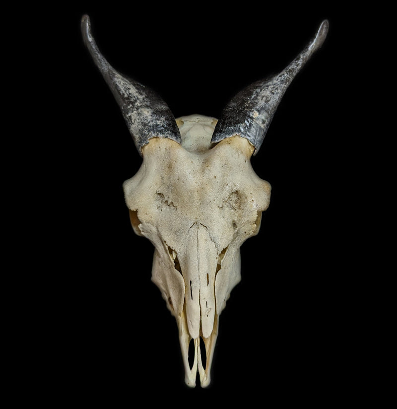 Domestic Goat Skull - Paxton Gate