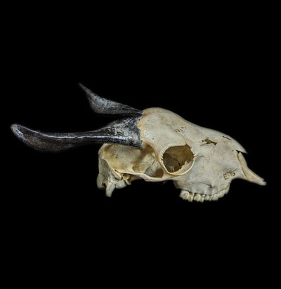 Domestic Goat Skull - Paxton Gate