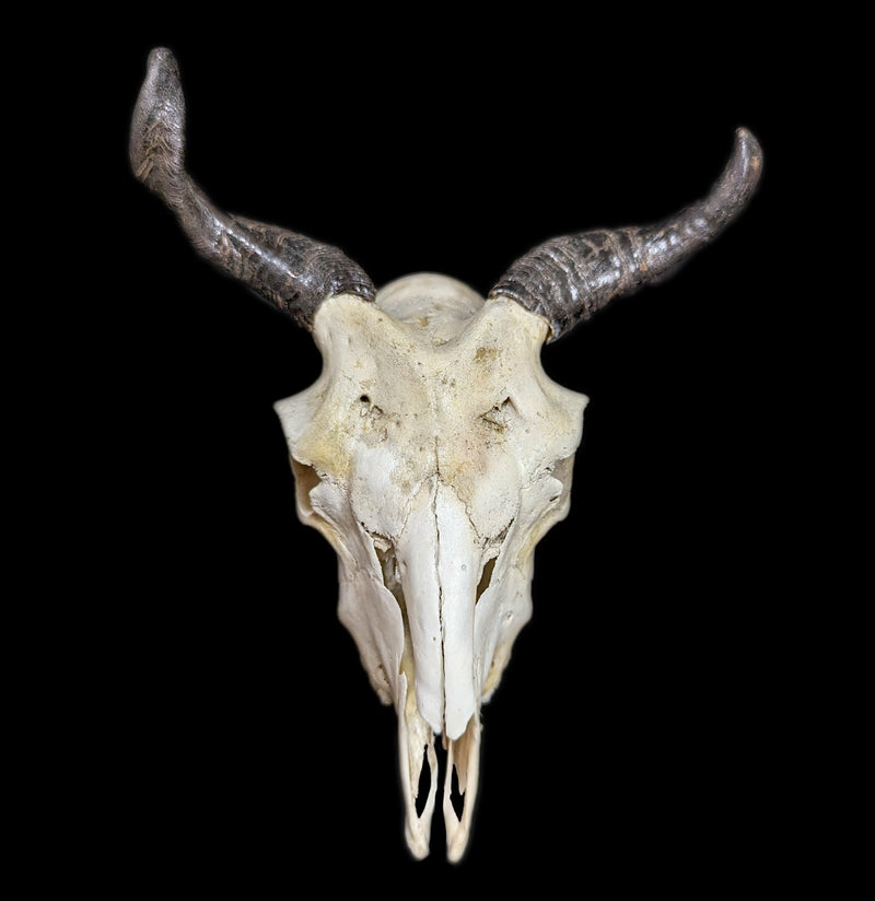 Goat Skull-Skulls-Smilodon Resources LLC-PaxtonGate