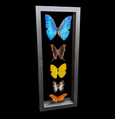 Double Glass Framed Morpho Plus Four Butterflies - Paxton Gate