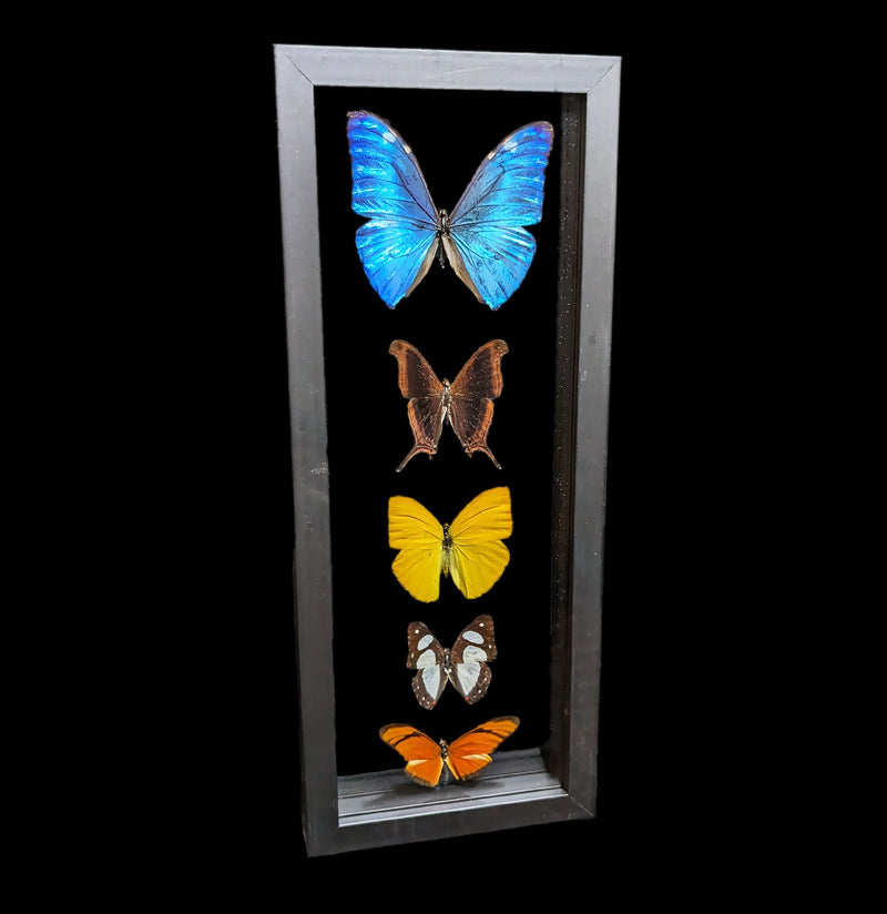 Double Glass Framed Morpho Plus Four Butterflies - Paxton Gate