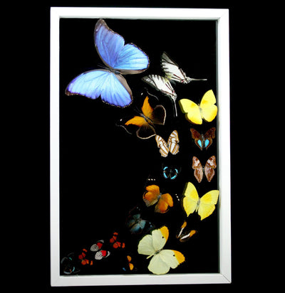 Double Glass Framed Morpho Plus Seventeen Butterflies - Paxton Gate