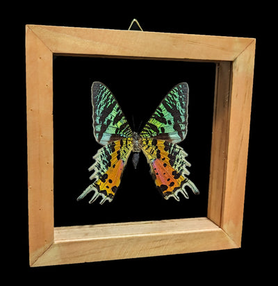 Double Glass Framed Urania Ripheus Moth-Insects-Natural Insect-PaxtonGate