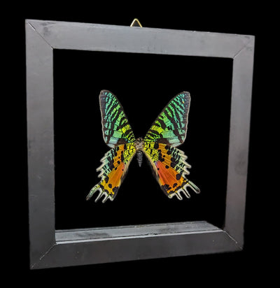 Double Glass Framed Urania Ripheus Moth-Insects-Natural Insect-PaxtonGate