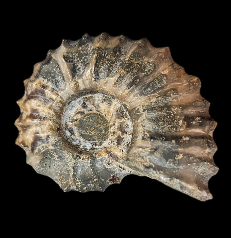 Douvilleiceras inequinodum Ammonite Fossil-Fossils-Madagascar Treasures-PaxtonGate