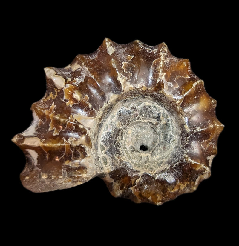 Douvilleiceras inequinodum Ammonite Fossil-Fossils-Madagascar Treasures-PaxtonGate