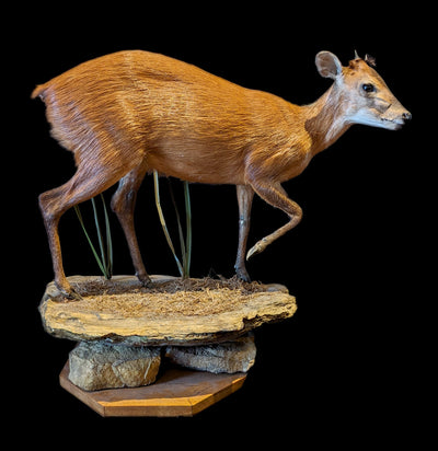 Duiker Full Body Taxidermy Mount - Paxton Gate