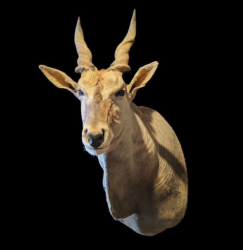 Eland Taxidermy Shoulder Mount-Taxidermy-Stephanie Bodnar-PaxtonGate