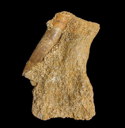 Elasmosaurus Dinosaur tooth in Matrix-Fossils-Sahara Overland-PaxtonGate