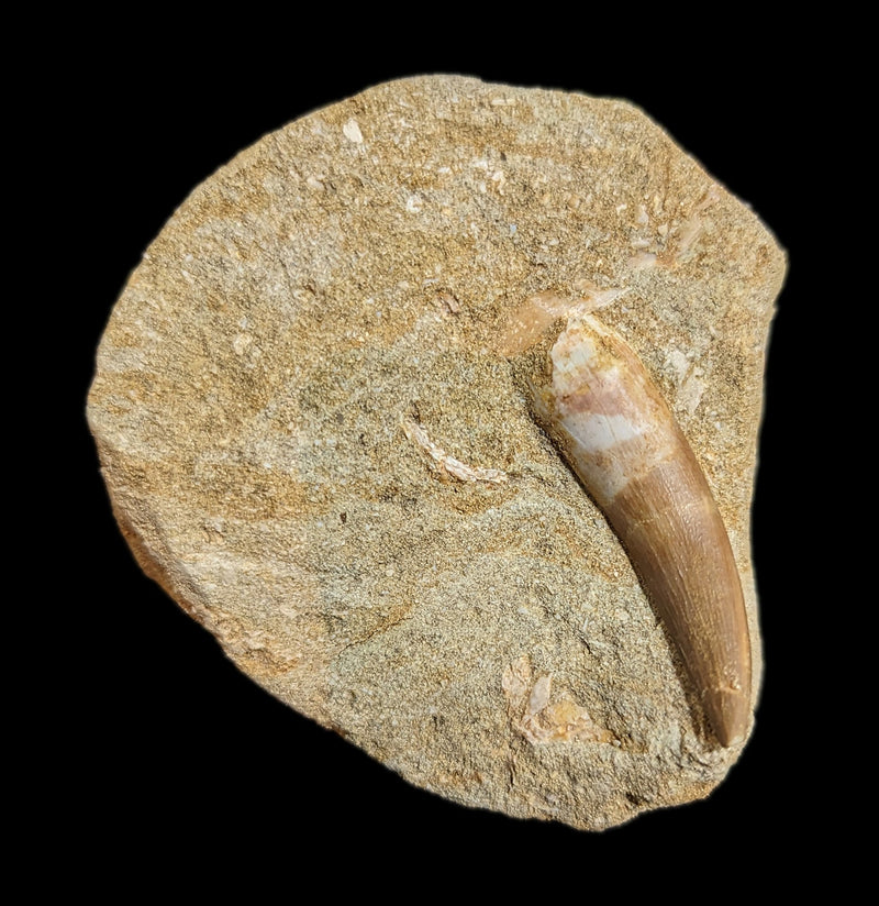 Elasmosaurus Dinosaur tooth in Matrix-Fossils-Sahara Overland-PaxtonGate