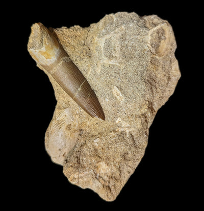 Elasmosaurus Dinosaur tooth in Matrix-Fossils-Sahara Overland-PaxtonGate