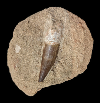 Elasmosaurus Dinosaur tooth in Matrix-Fossils-Sahara Overland-PaxtonGate