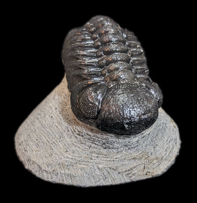 Eldredgeops Rana Trilobite Fossil In Matrix-Fossils-Sahara Overland-PaxtonGate