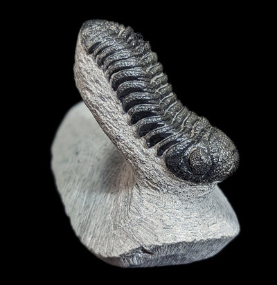 Eldredgeops Rana Trilobite Fossil In Matrix-Fossils-Sahara Overland-PaxtonGate