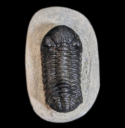 Eldredgeops Rana Trilobite Fossil In Matrix-Fossils-Sahara Overland-PaxtonGate