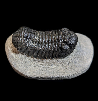 Eldredgeops Rana Trilobite Fossil In Matrix-Fossils-Sahara Overland-PaxtonGate